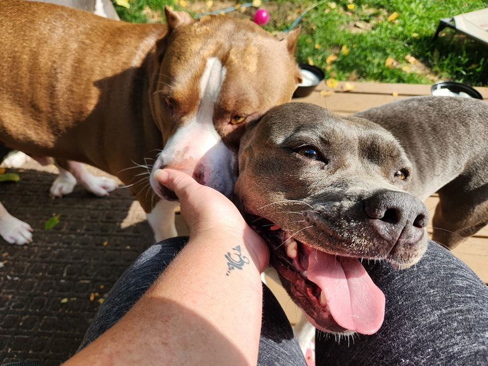A person with a tattoo on their wrist is petting two dogs.