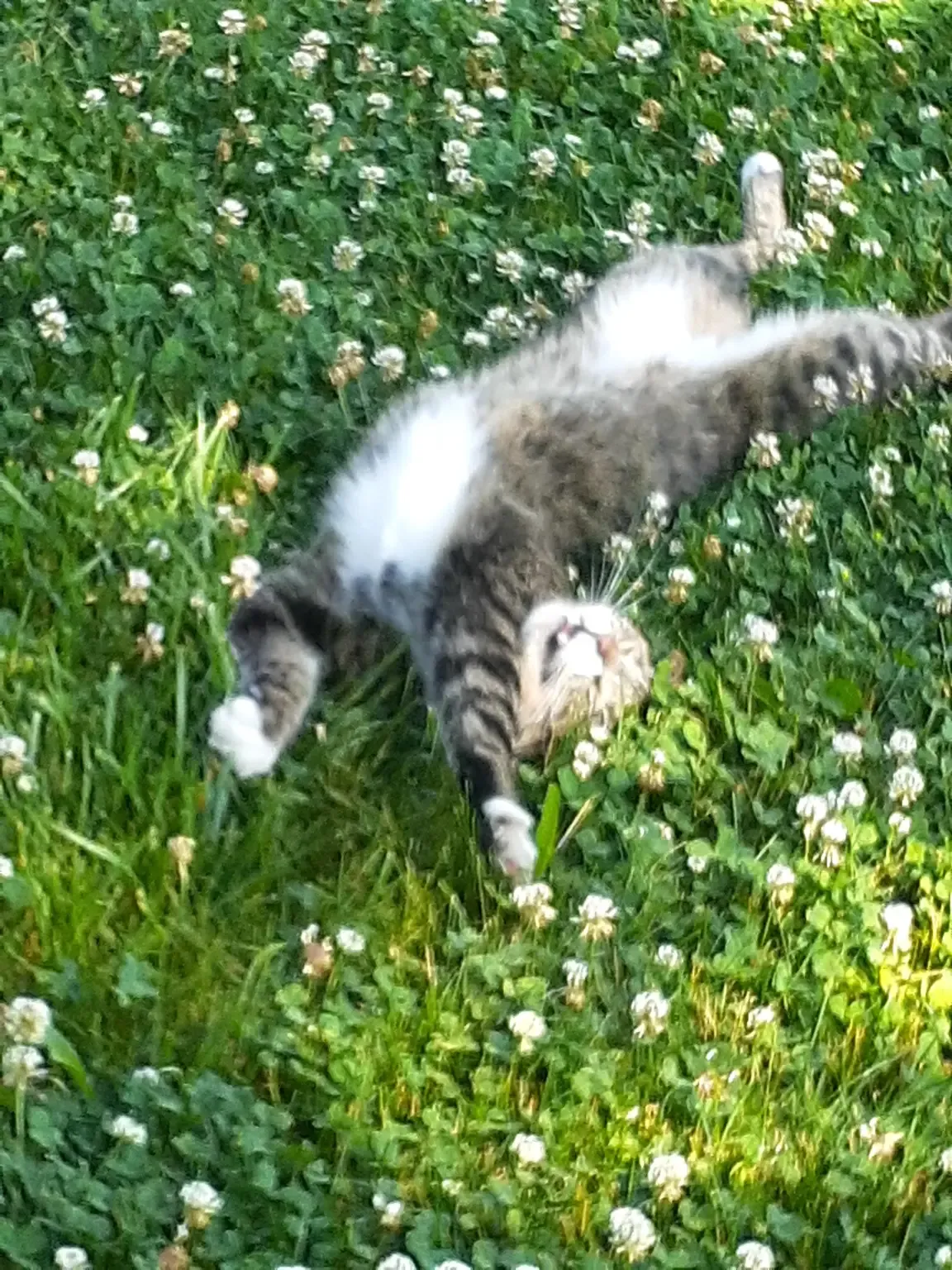 A cat is laying on its back in a field of flowers