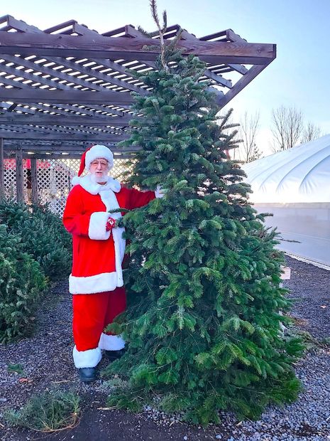 Santa beside a decorated outdoor Christmas tree under a wooden pergola