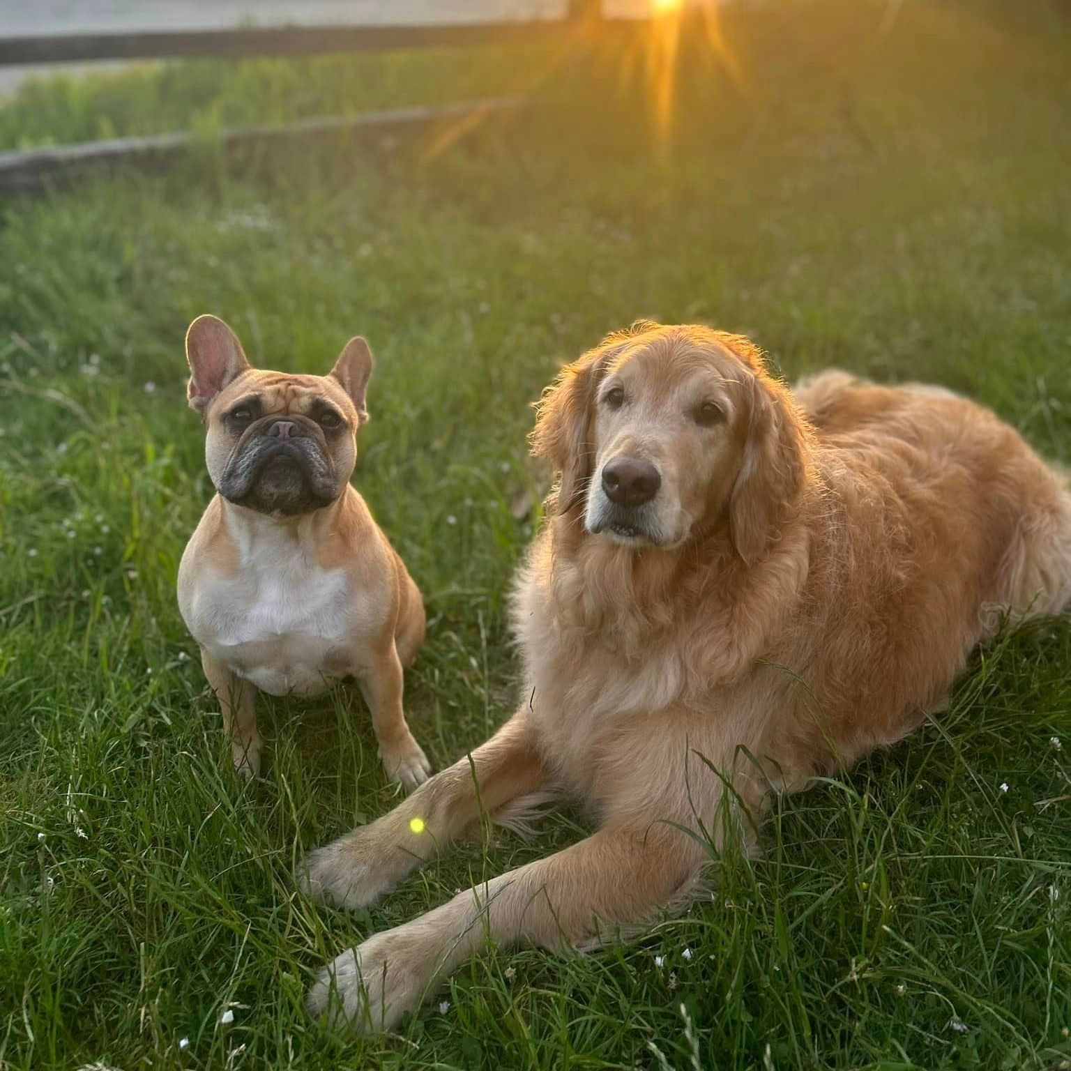 Odie and Bud Nicks dogs