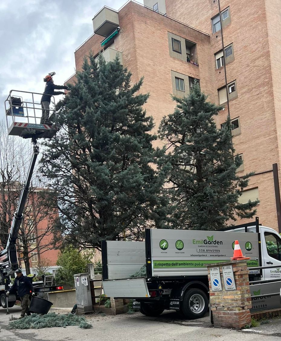 Albero di grandi dimensioni durante un intervento di potatura con tree climbing