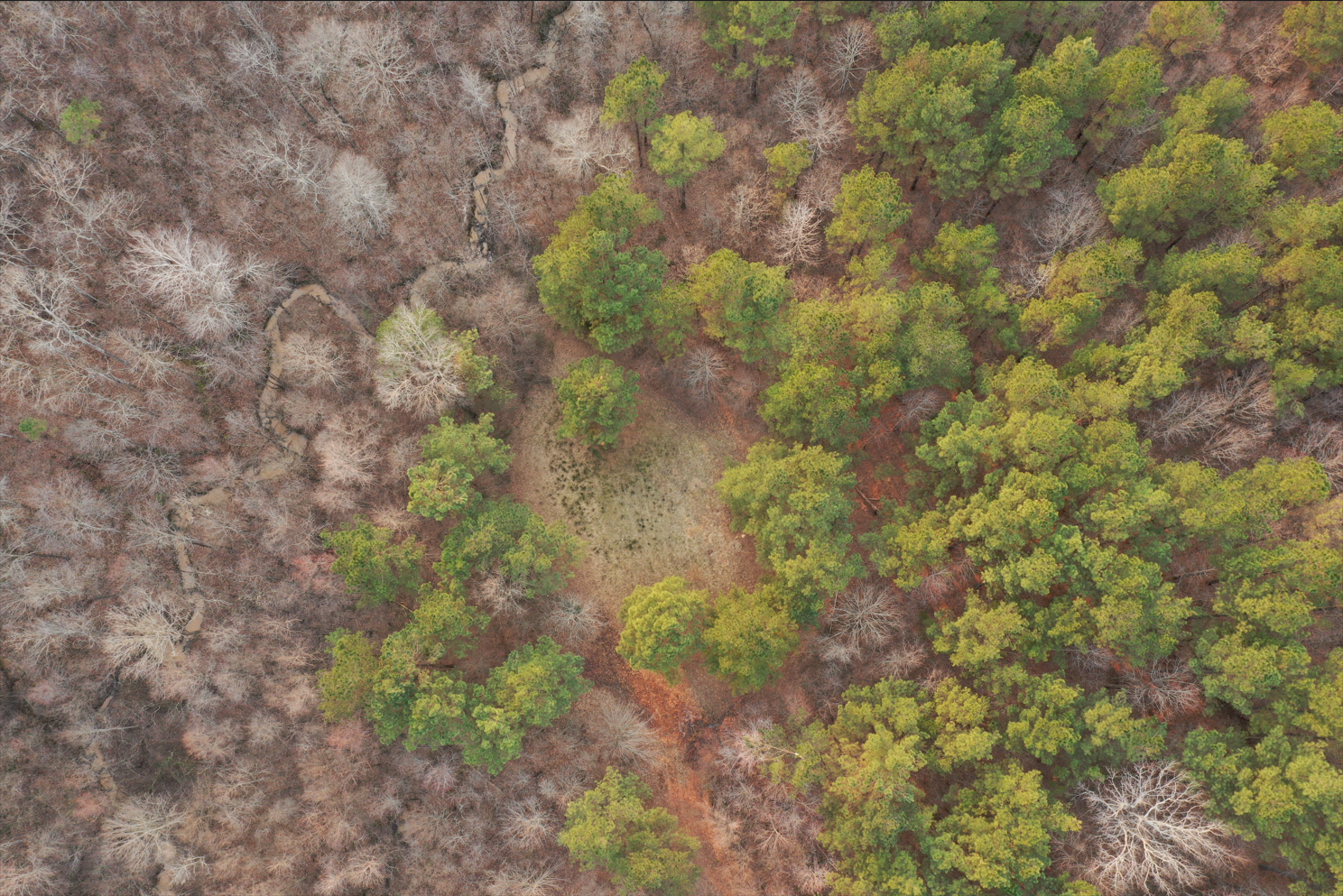 An aerial view of a forest with trees and shrubs.