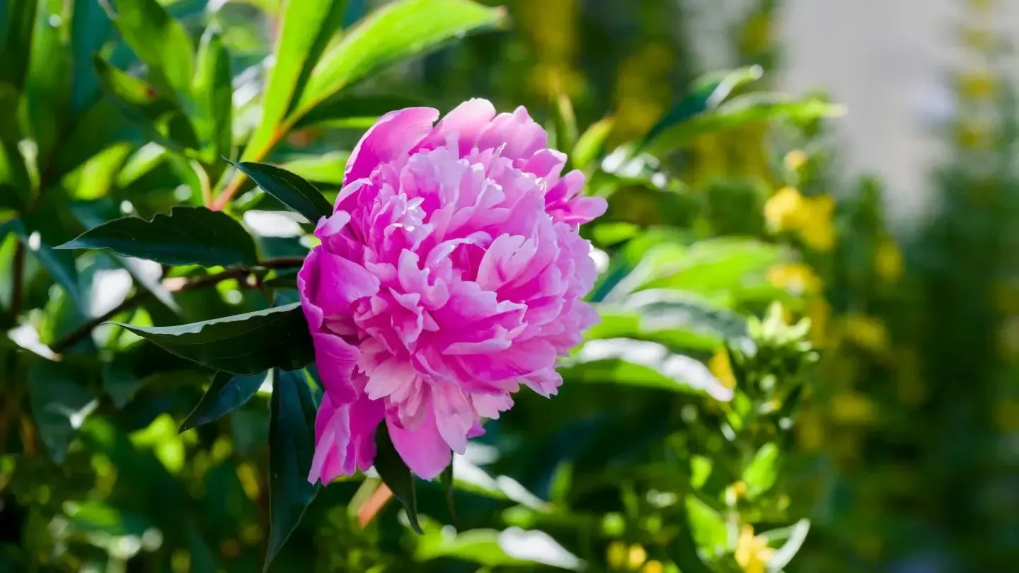 Pink peony flower with lush, ruffled petals, surrounded by green leaves and yellow buds.