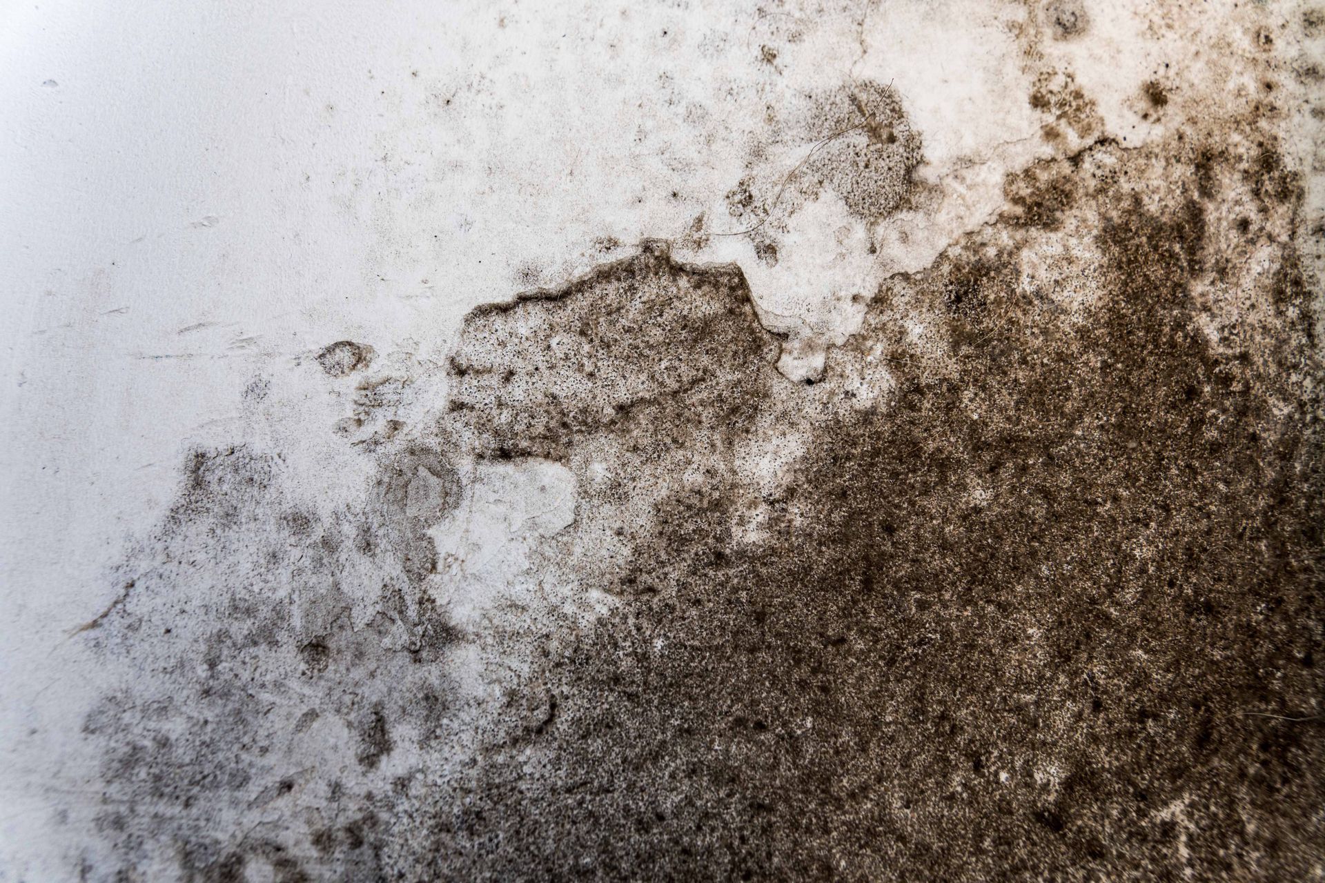 Mur blanc moisi et décoloré, présentant des taches de moisissure brun foncé et grise.
