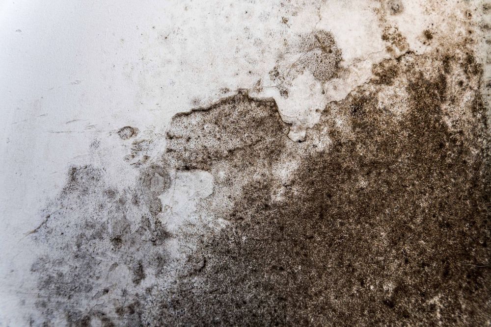 Moisissures sur un mur blanc ; taches brun foncé et grises.
