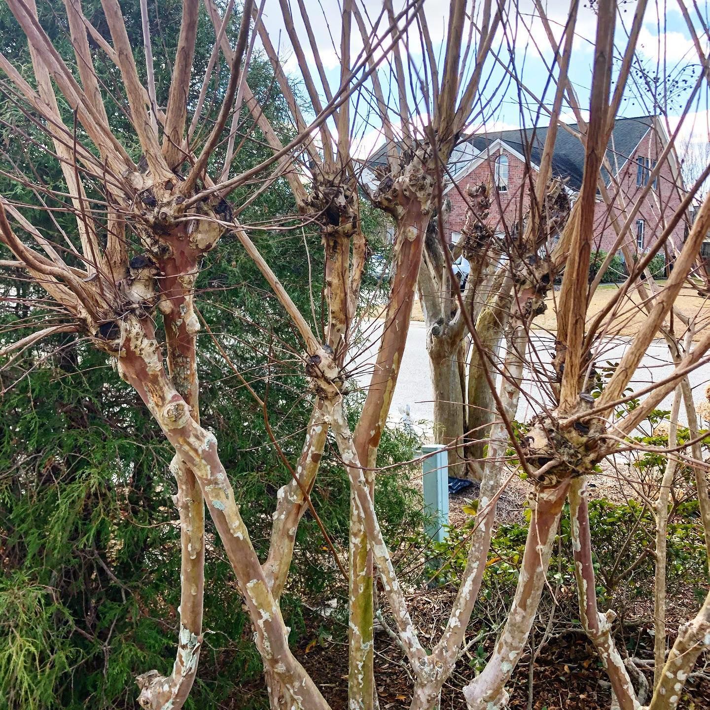 Bare crape myrtle trees against a blurred house and greenery, winter season.