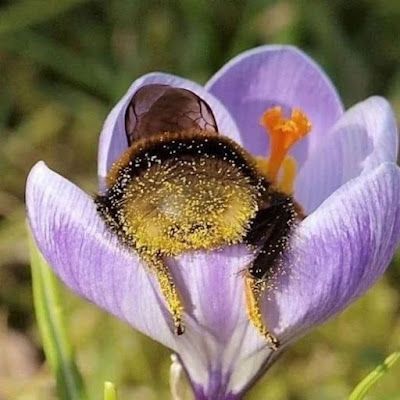 Bumblebee covered in yellow pollen, nestled in a purple crocus flower.