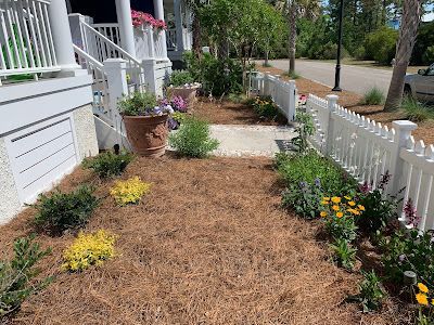 A white house with a picket fence and a garden bed covered in pine straw.