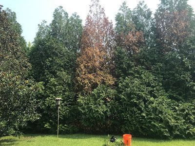 Row of evergreen trees, some with brown dead foliage, in a sunny outdoor setting.