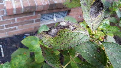 Hydrangea leaves with dark brown and black fungal spots, brick wall in the background.