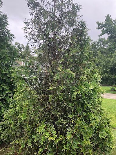 Green evergreen tree with brown patches in a yard.