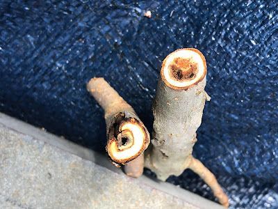 Two cut tree branches showing concentric rings and a dark center.