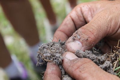 Hands holding and inspecting a clump of soil and grass.