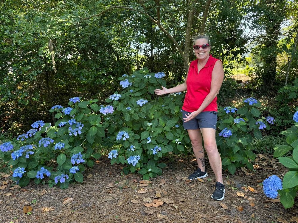 Woman in red shirt points to blue hydrangea bush in a garden.