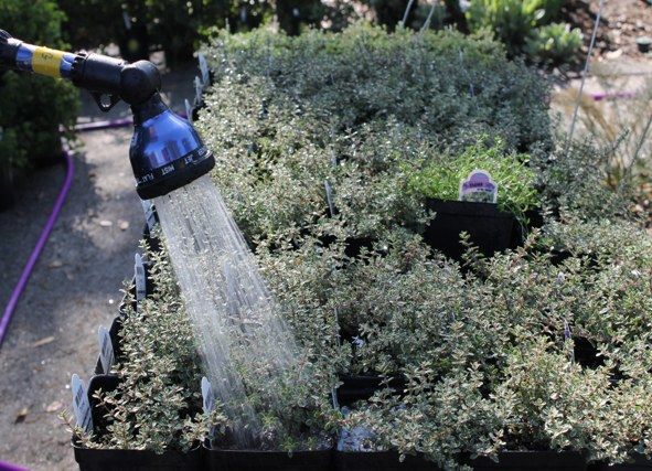Watering plants in trays with a hose sprayer outdoors.