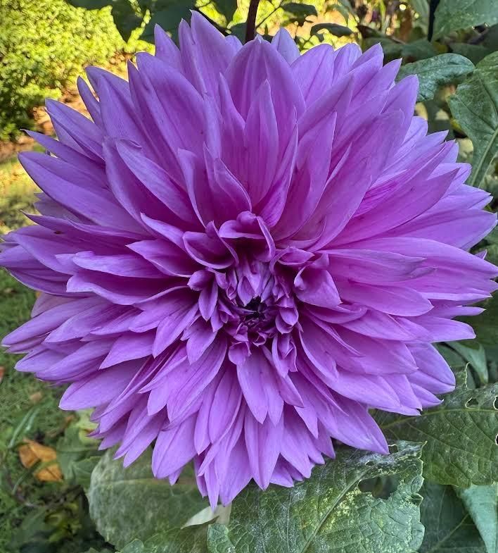 Purple dahlia flower in full bloom, surrounded by green foliage.