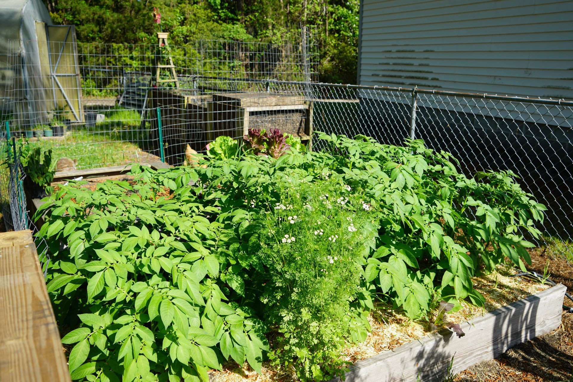 Raised garden bed filled with lush green plants, set against a fence and building.