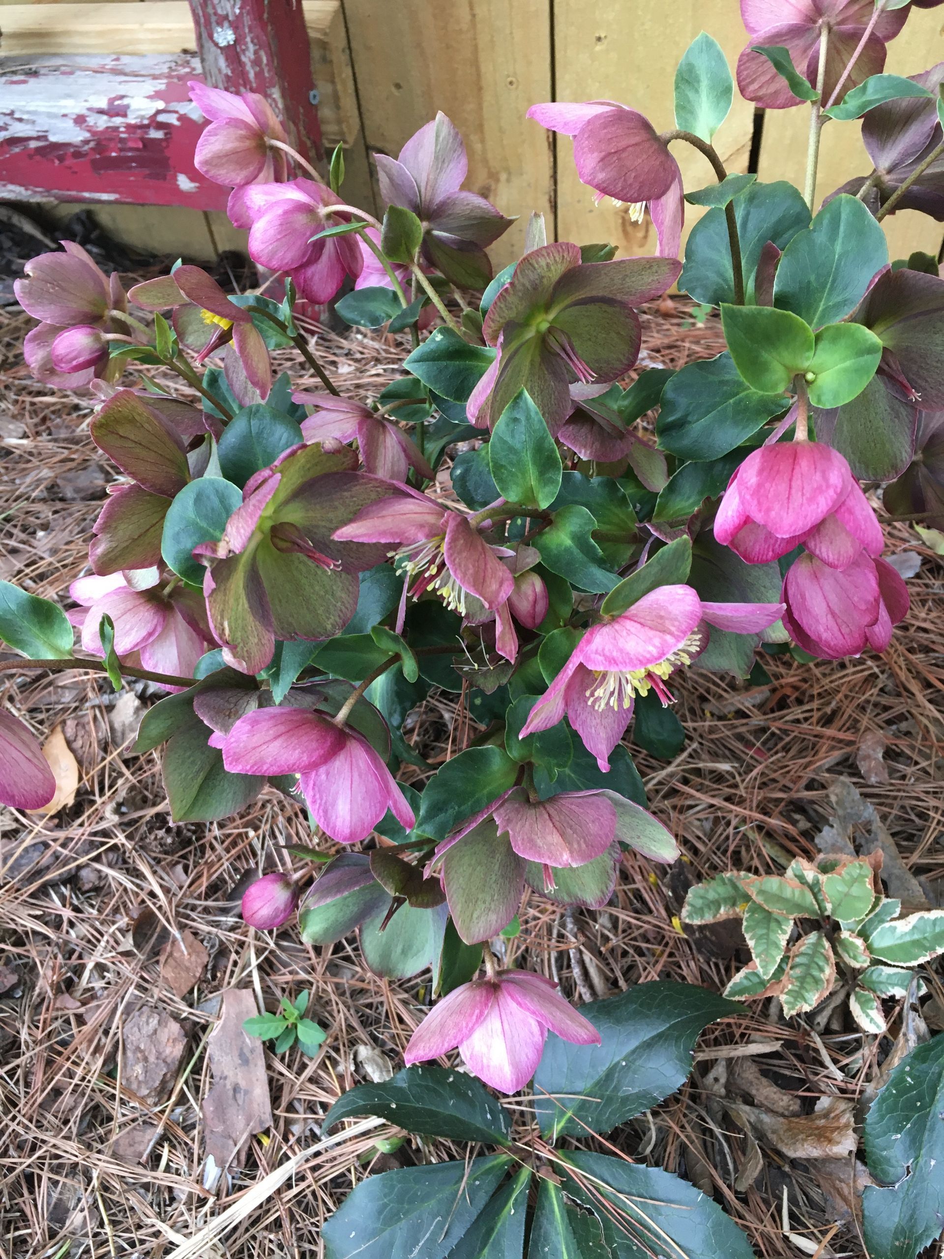Purple hellebore flowers with green and reddish leaves, growing in a garden bed with mulch.