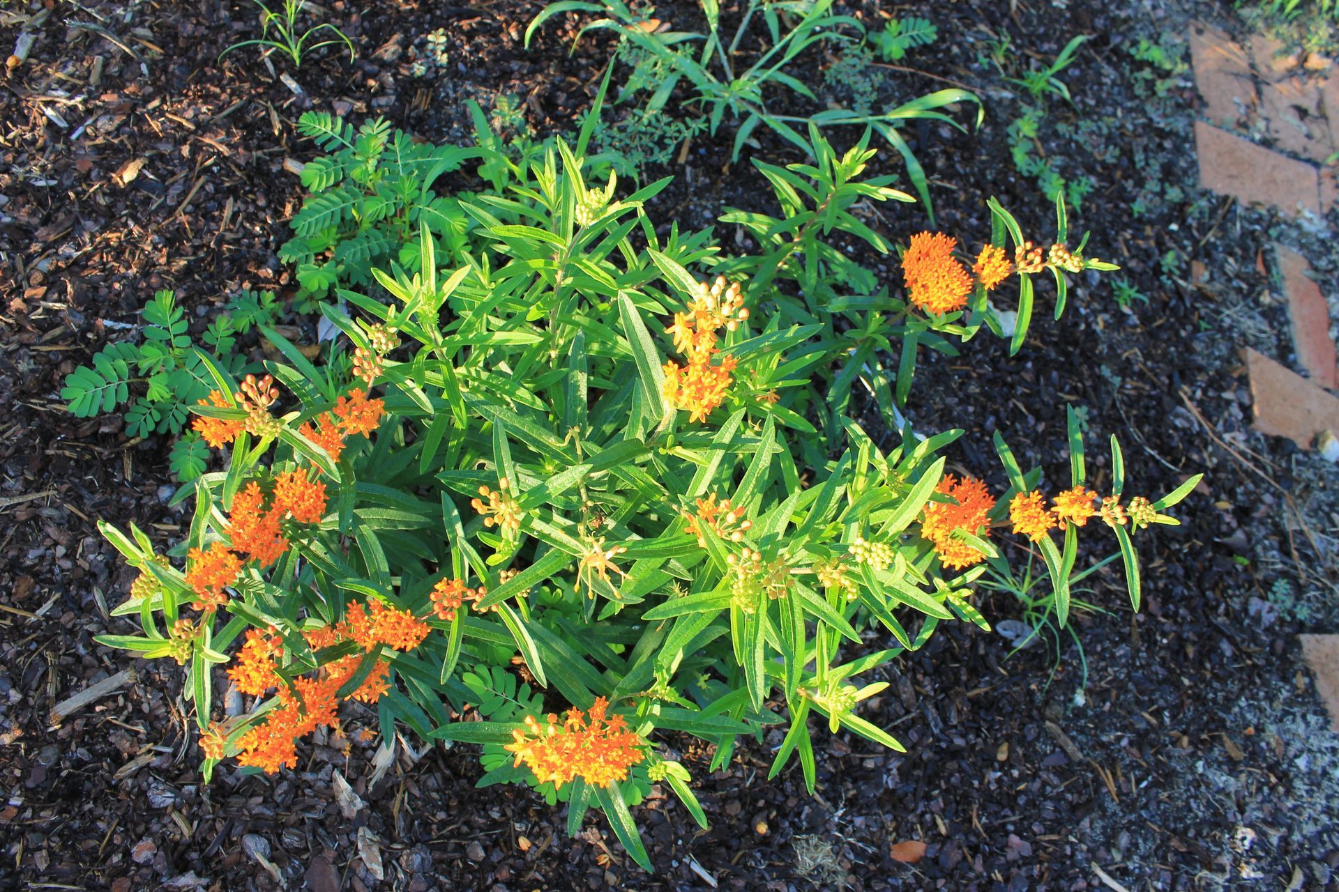 Orange butterfly milkweed flowers with green foliage against a mulch and brick background.