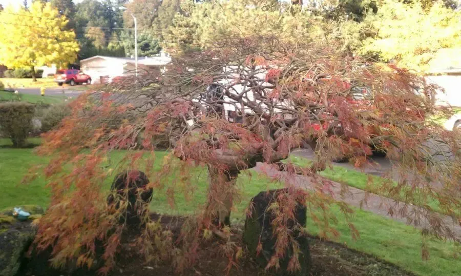Weeping red Japanese maple tree in a yard with fall foliage and buildings in the background.