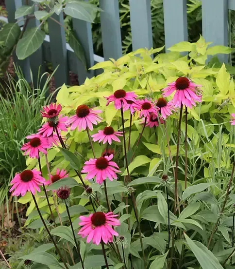 Pink coneflowers with dark brown centers in front of a light green backdrop and a blue fence.