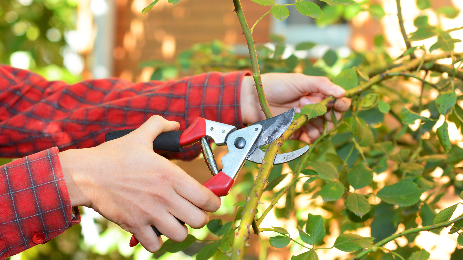 Person in red plaid shirt pruning a leafy bush with red handled shears.