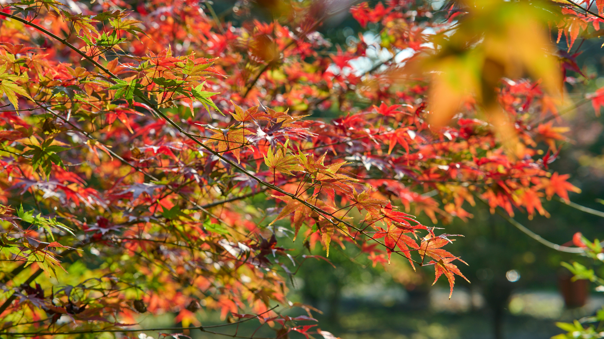 Red and orange autumn leaves on tree branches, sunlight shining.