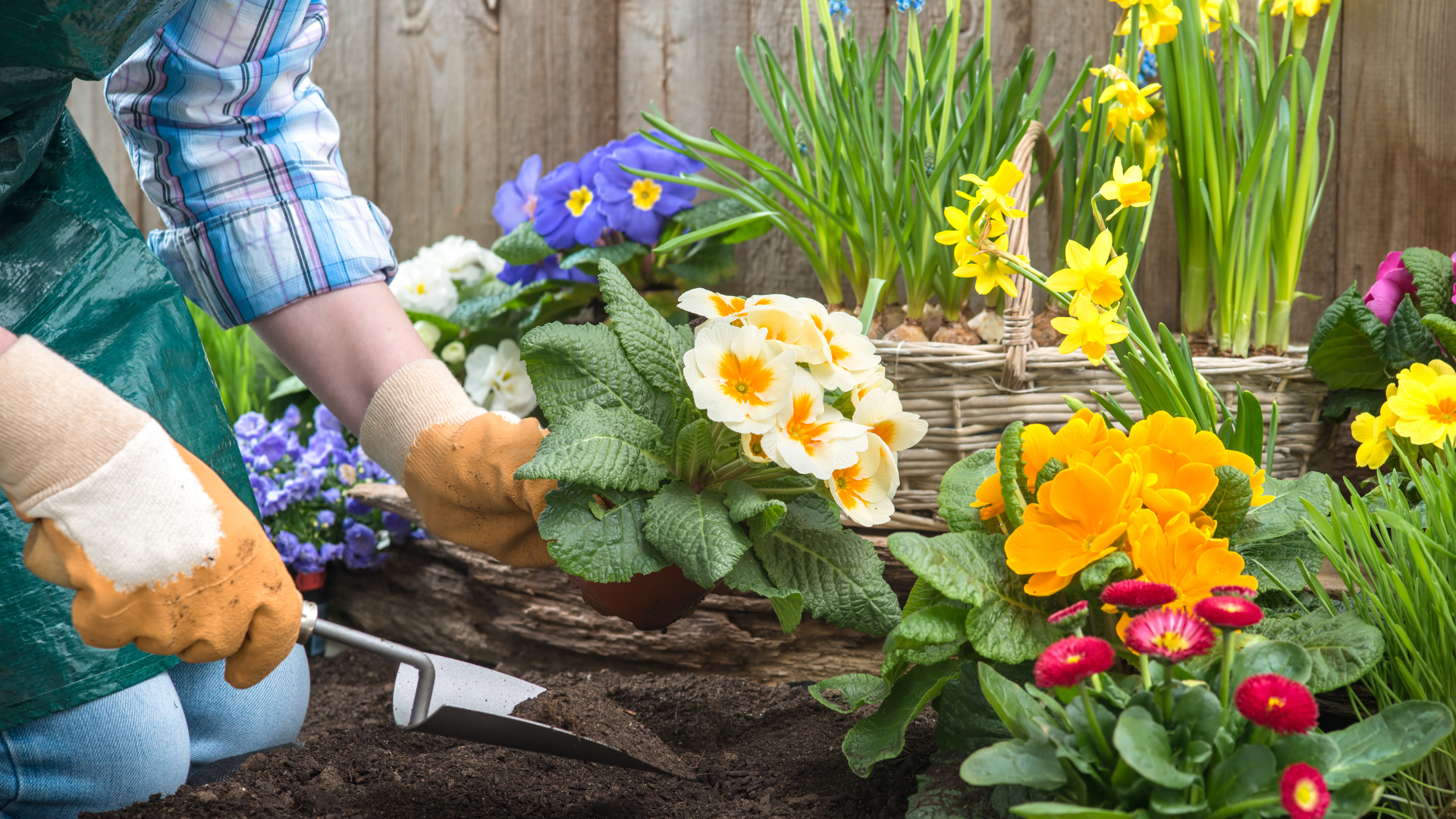 Person gardening, planting colorful flowers in a garden bed, wearing gloves and apron.