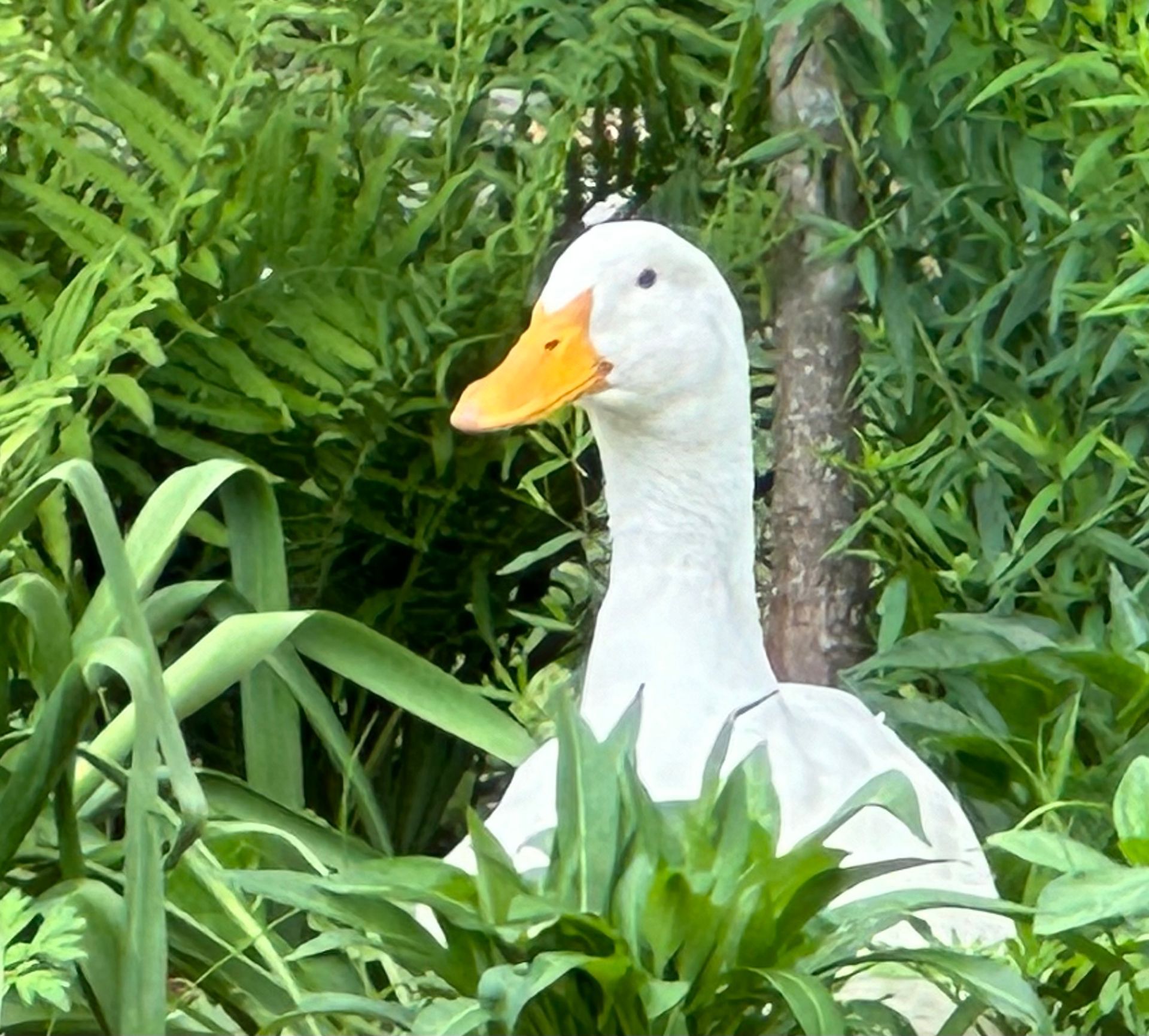 White duck with yellow beak surrounded by green foliage.