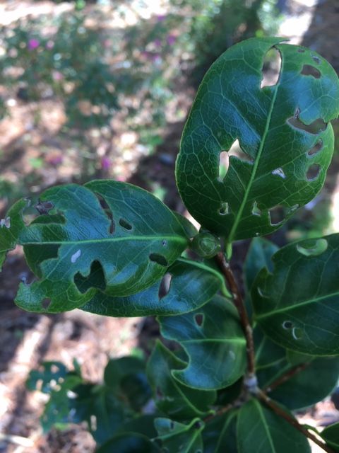 Close-up of green leaves with holes and damage on a plant outdoors
