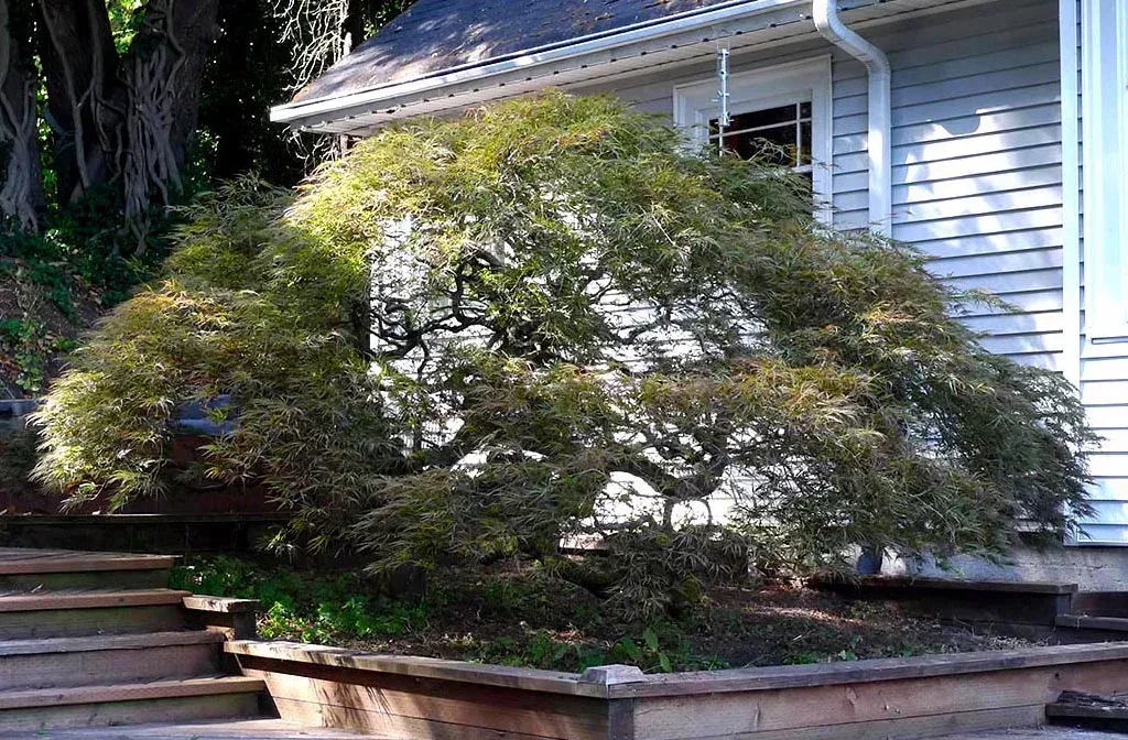 A weeping Japanese maple tree in front of a light-colored house with wooden steps.