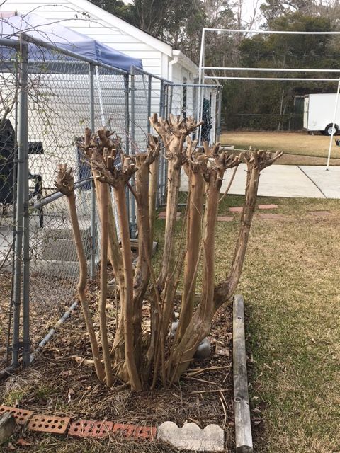 Bare, pruned crape myrtle bush in a yard, next to a chain-link fence and concrete.