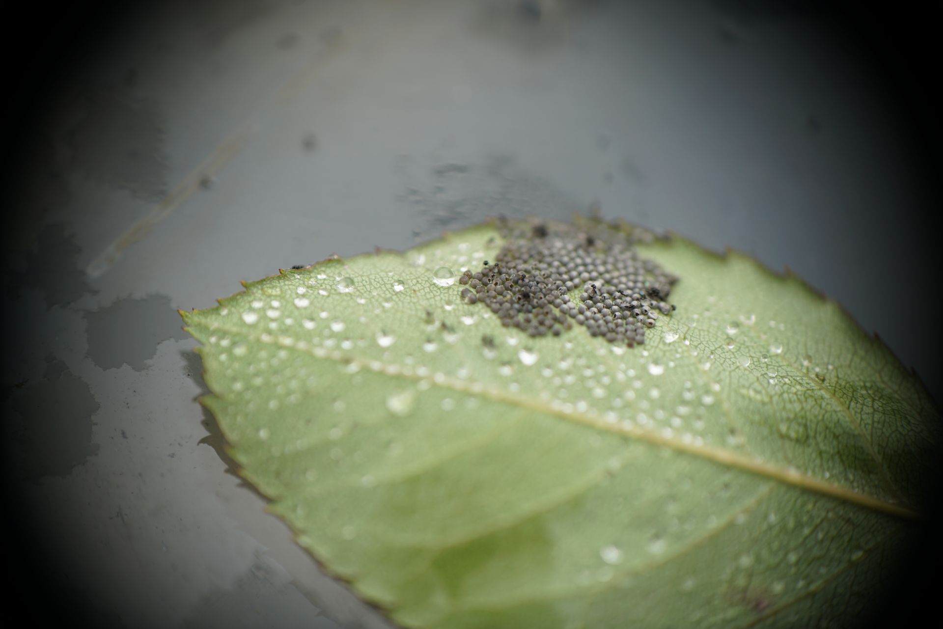 Cluster of small, dark eggs on a green, dew-covered leaf. Dark background.