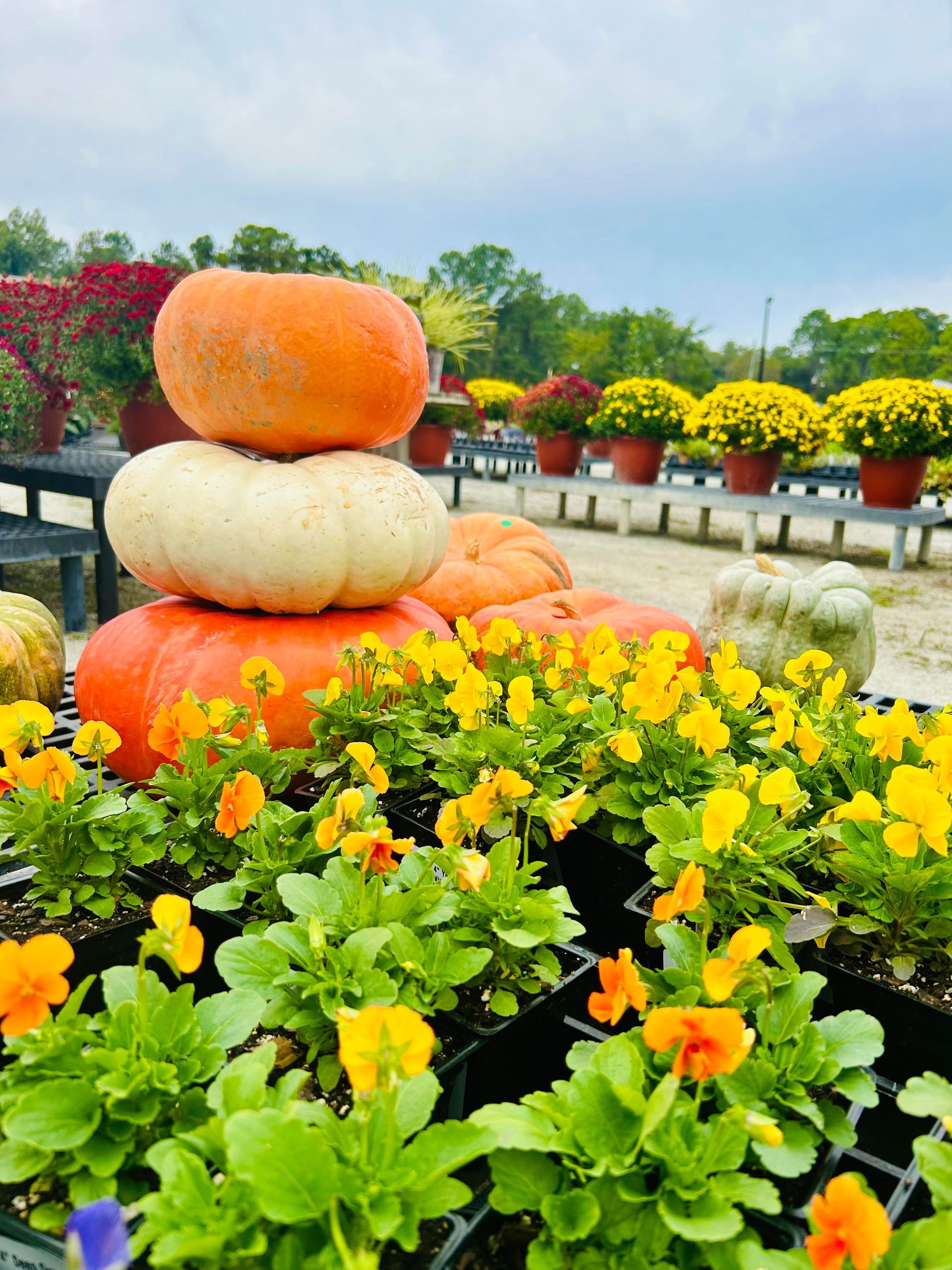 Stacked pumpkins and gourds amid bright yellow flowers in a garden bed
