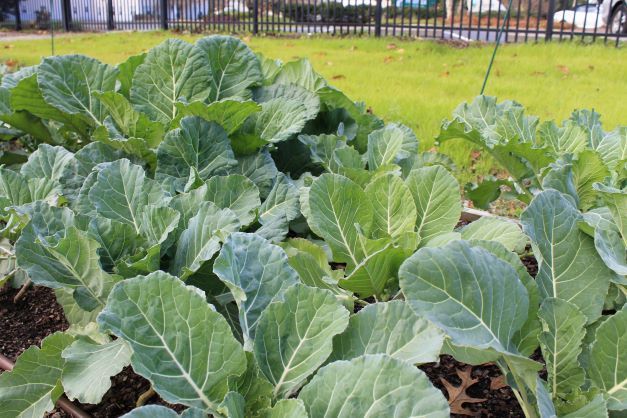 Collard greens growing in a raised garden bed with a grassy background.