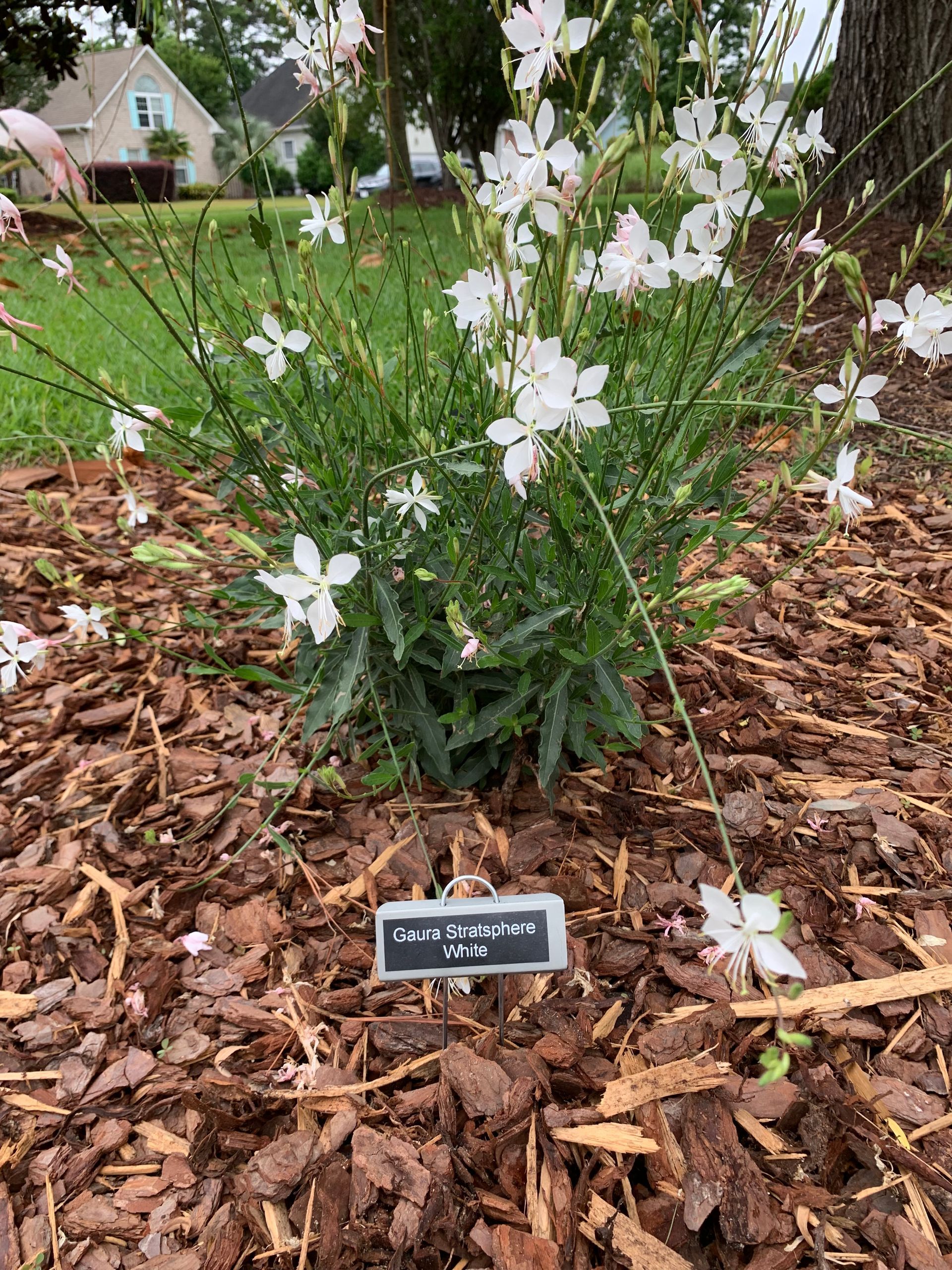 White Gaura flowers in a garden bed covered in wood chips, with a small plant marker.