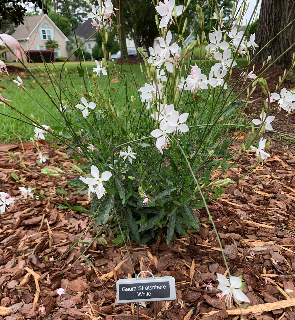 White Gaura plant with delicate, airy blooms in a mulched bed.