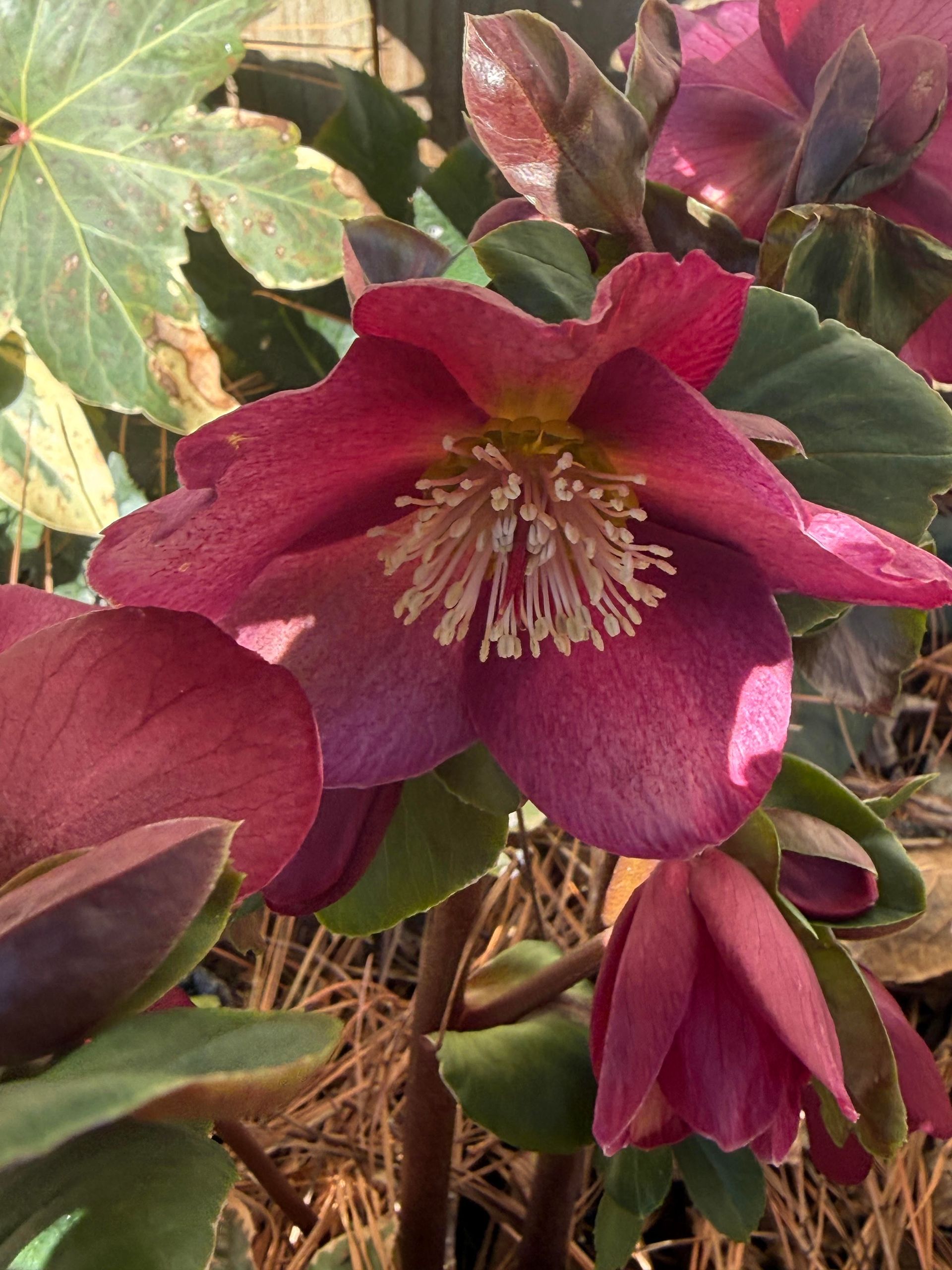 Close-up of a burgundy Hellebore flower with a yellow center, surrounded by green foliage.
