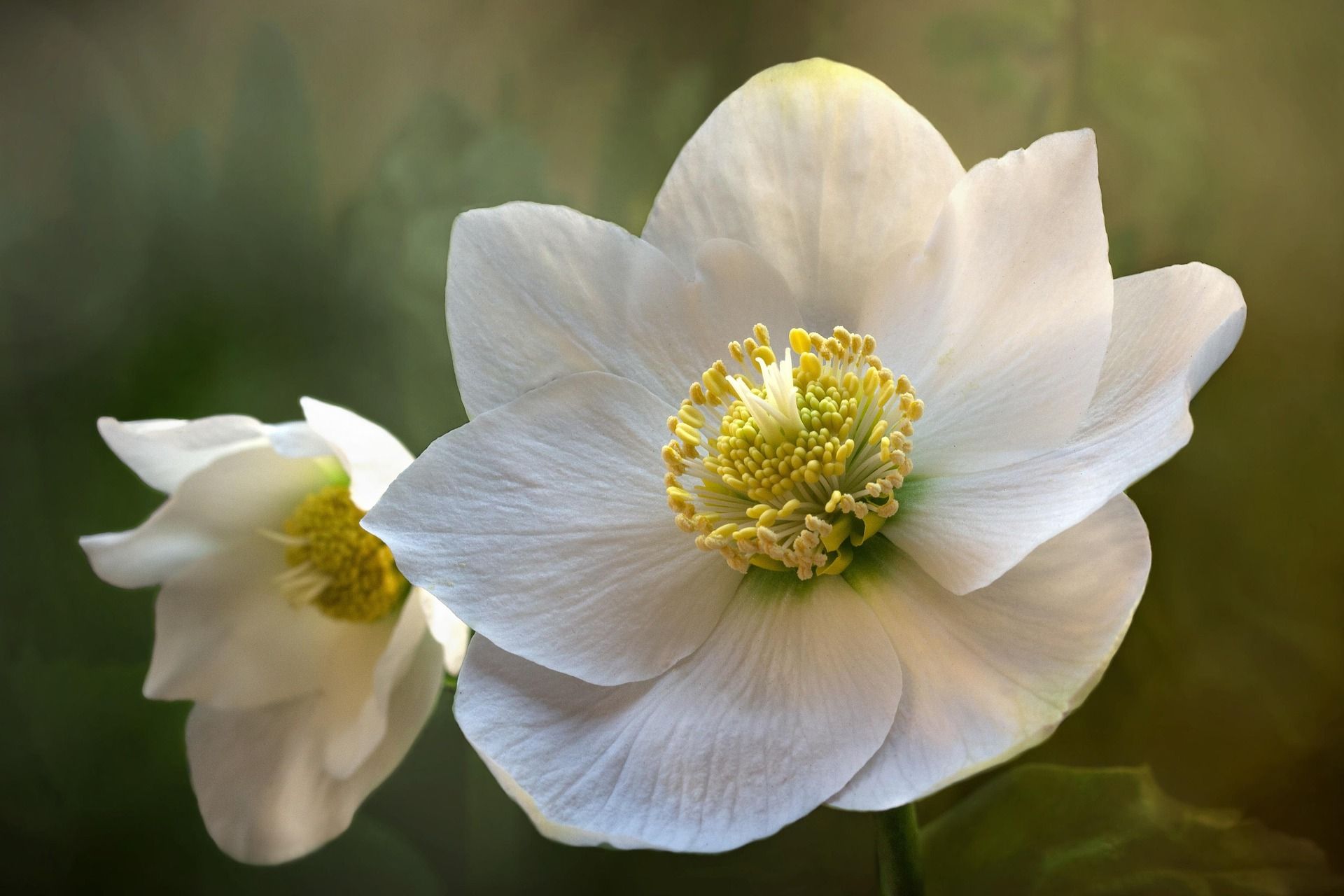 White hellebore flowers with yellow centers, set against a blurred green background.