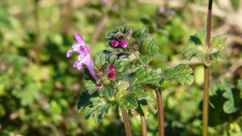 Small purple-flowered plant with green, scalloped leaves and a blurred background.