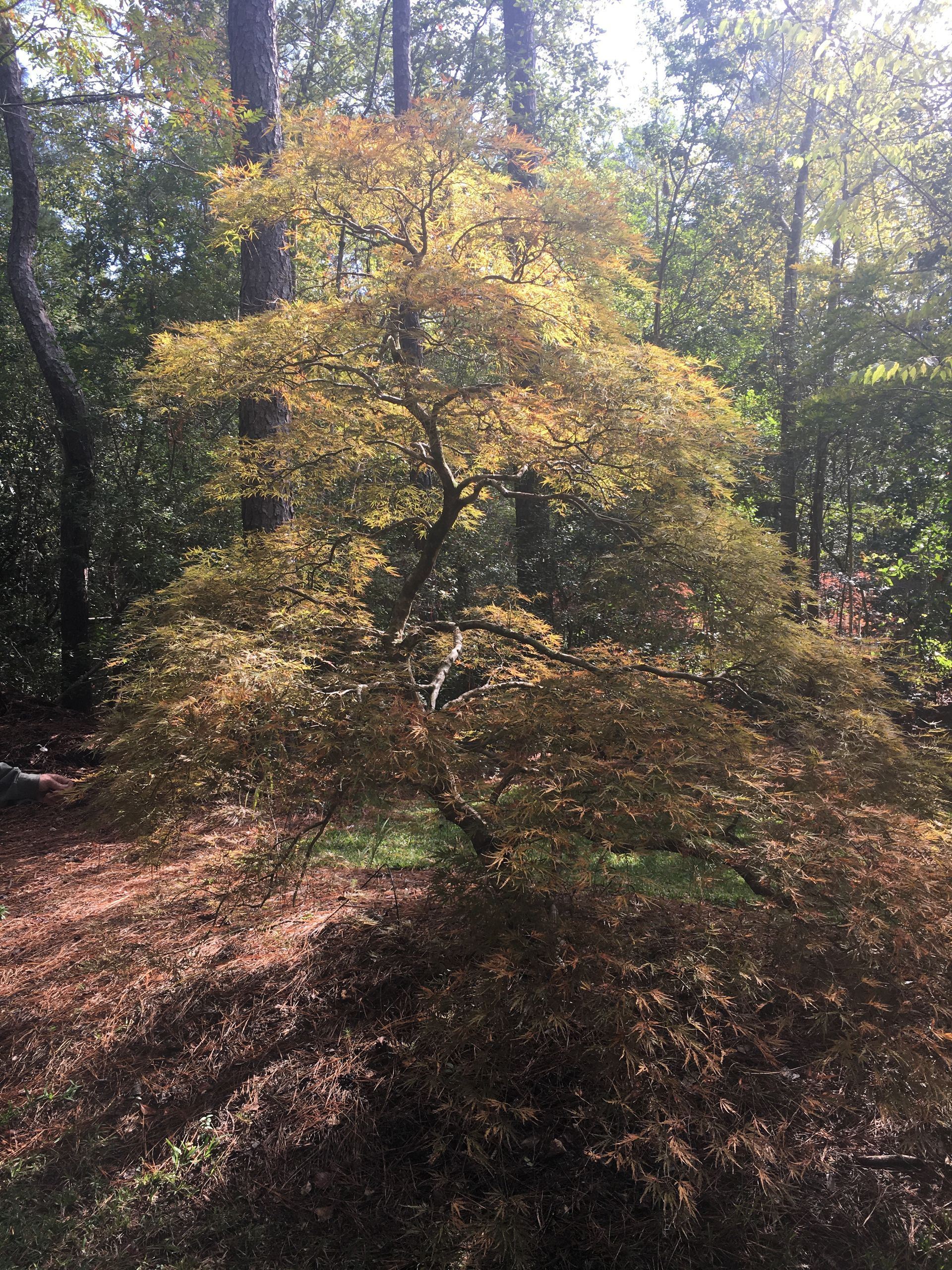 A Japanese maple tree with yellow and brown leaves stands in a forest, sunlit.