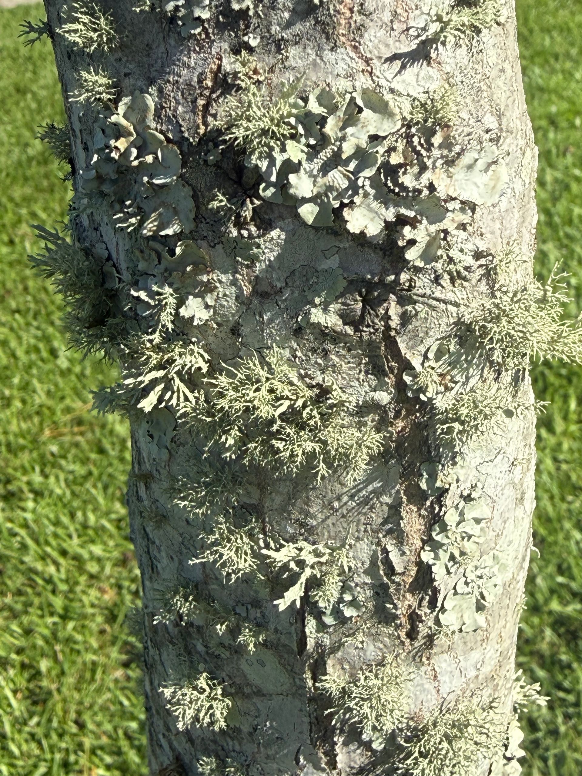 Lichen growing on the bark of a tree