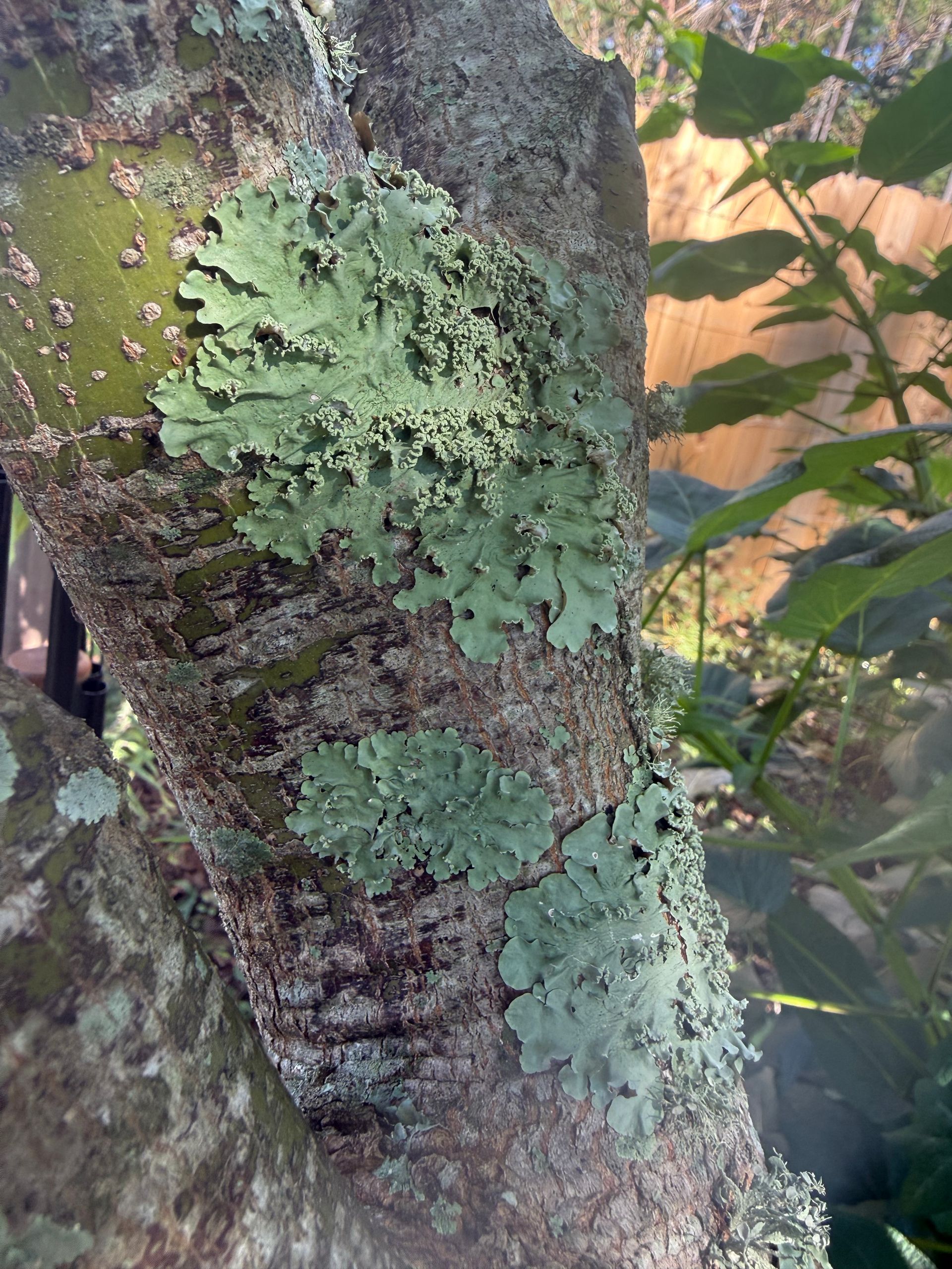lichen on tree bark