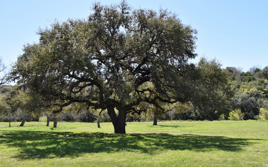 A large oak tree in a grassy field with a clear blue sky in the background.