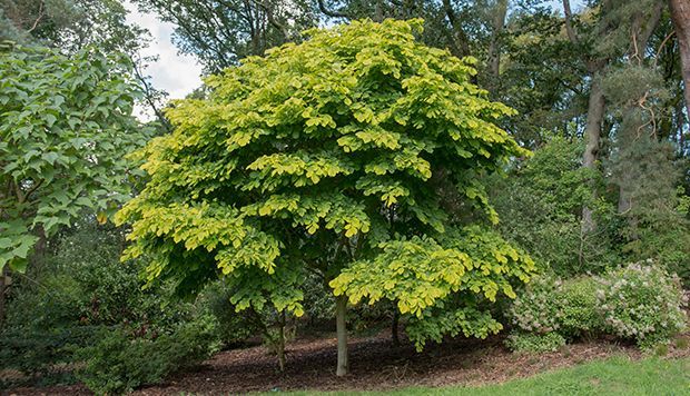 Green and yellow-leafed tree in a garden setting, surrounded by other plants and shrubs.