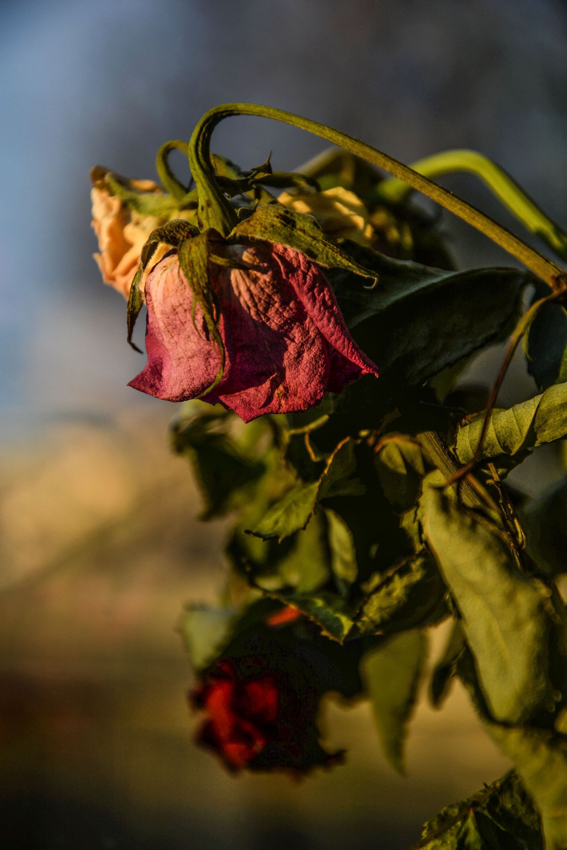 Wilted pink rose in warm sunlight with a blurred background