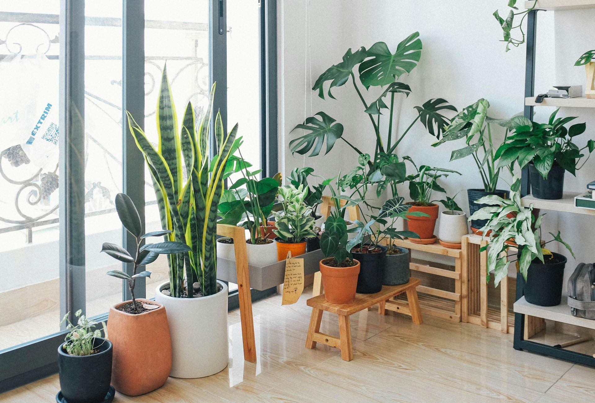 Indoor plants of various sizes and types, arranged near a large window, bathed in natural light.