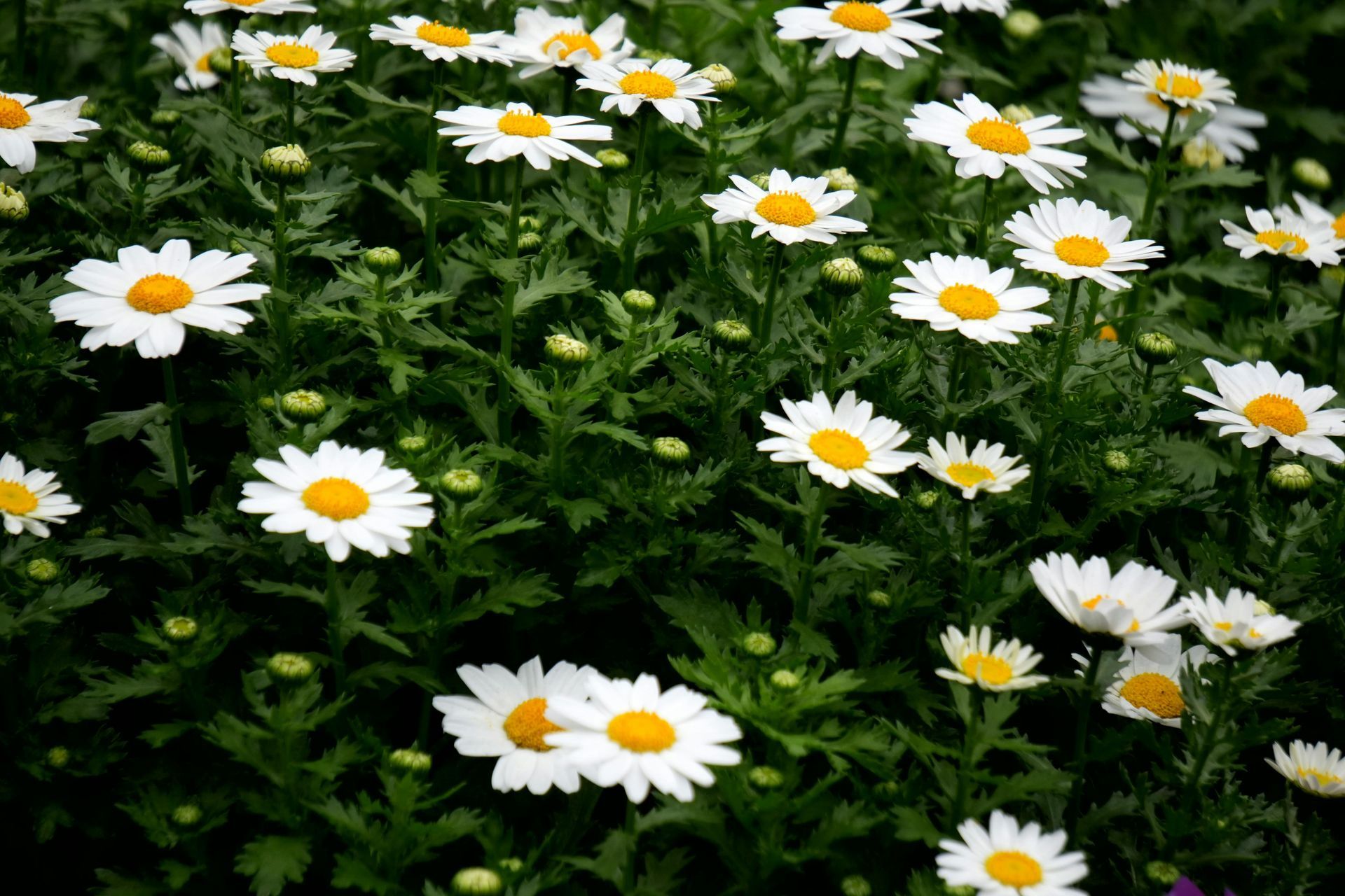White daisies with yellow centers bloom in a dense bed of green foliage.