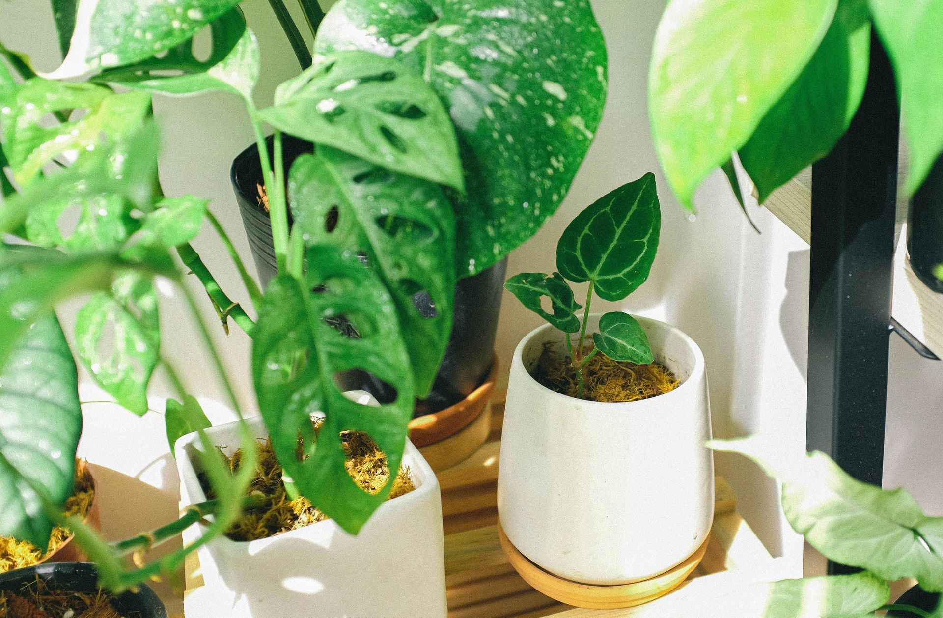 Close-up of several potted green plants on a shelf, including Swiss cheese plants and a spotted variety, bathed in sunlight.