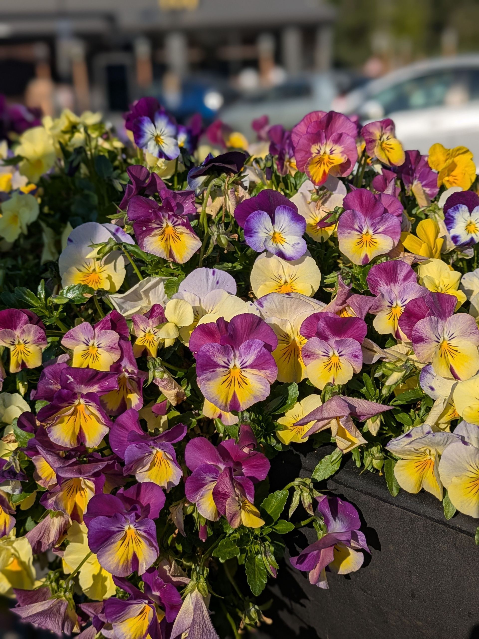 Potted pansies in purple, yellow, and white blooming 